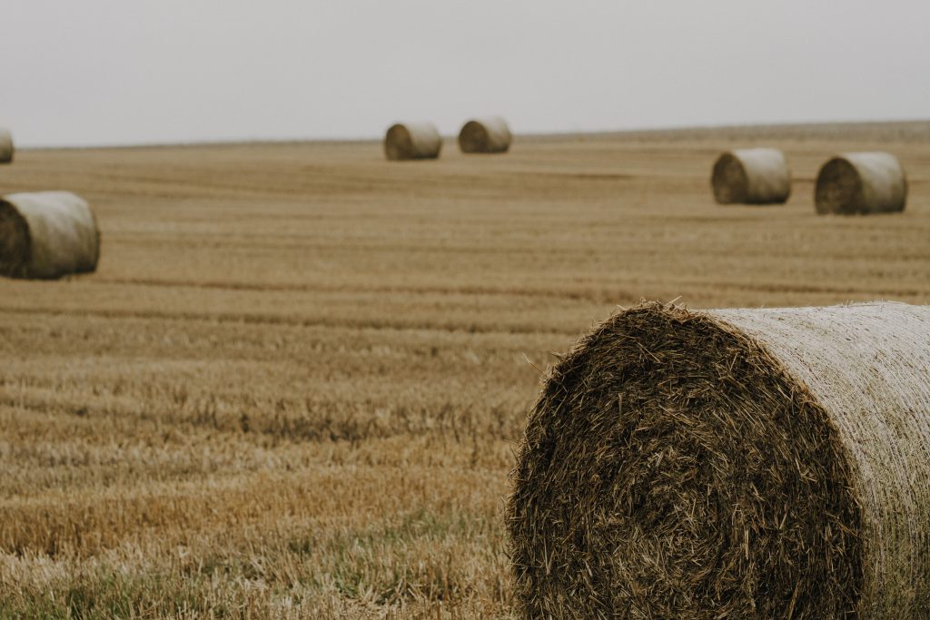 A tranquil countryside landscape featuring golden hay bales scattered across a sunlit field.