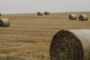 A tranquil countryside landscape featuring golden hay bales scattered across a sunlit field.