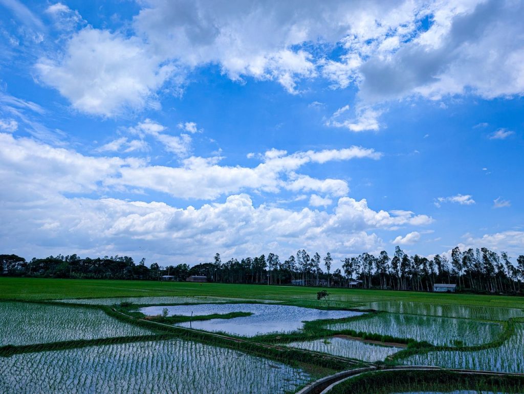 Lush green rice fields stretch under a vibrant blue sky dotted with clouds.