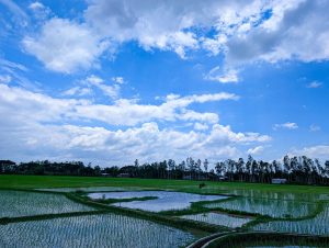 Lush green rice fields stretch under a vibrant blue sky dotted with clouds.
